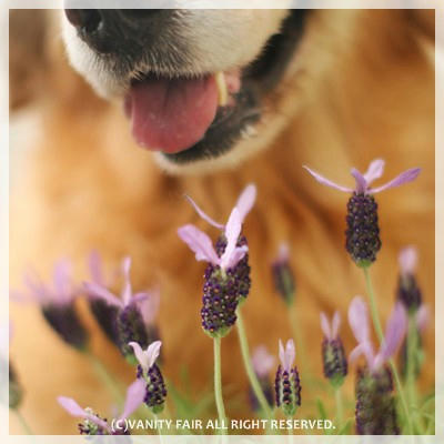 クンクンクン♪