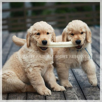 サイダー・コーラ