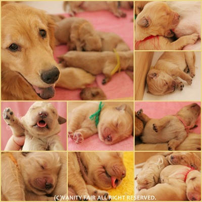 クーフィベビー