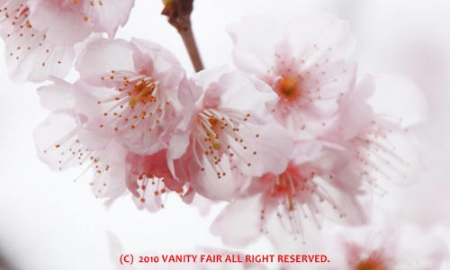 2010桜