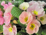 fd320846.jpg