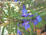 blog1000flowers0323.jpg