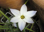 hananiraup.jpg
