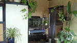jungle110417.jpg