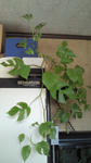 himemon03.jpg