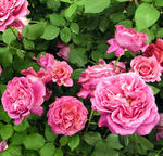 2010_rose03.jpg