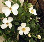 2010_rose06.jpg