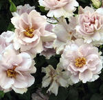 2010_rose07.jpg