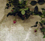 2010_rose08.jpg