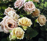 2010_rose09.jpg