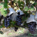 wine_09.jpg