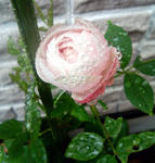 rose06.jpg