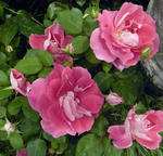 2011_rose06.jpg