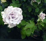 2011_rose11.jpg