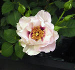 2011_rose19.jpg