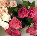 2011_rose21.jpg