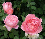 rose-009.jpg