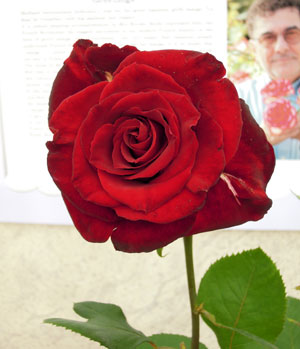rose-014.jpg