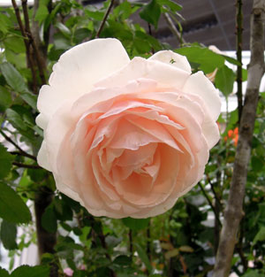 rose-005.jpg