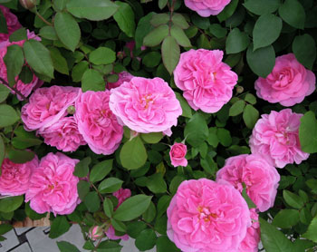 rose-006.jpg