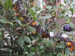 f2f96724.JPG