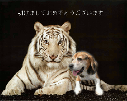 whitetiger.gif