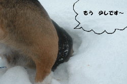 1.gif