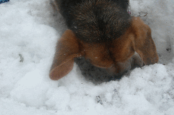 5.gif