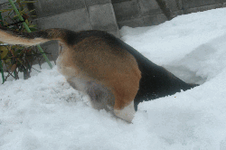 6.gif