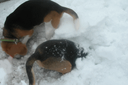 7.gif