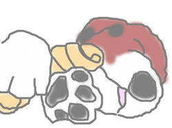 dog.jpg
