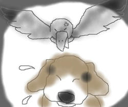 karasu.jpg