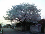 NEC_0284.JPG