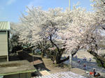 NEC_0283.JPG