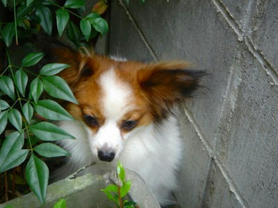 庭の隅っこで。。