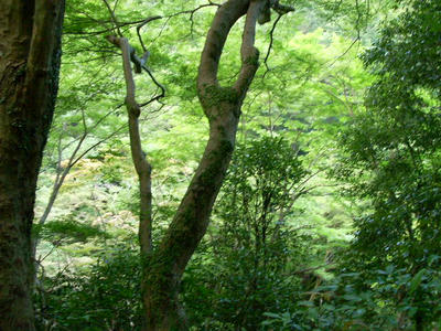 山
