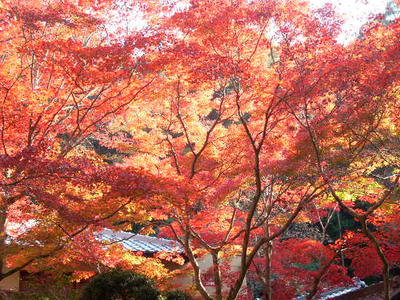 momiji