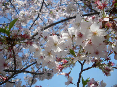 DSCN0826.JPG