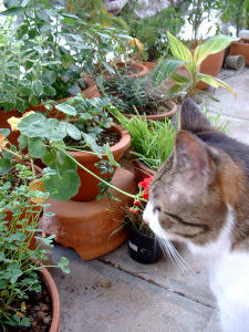 DSCF0092.jpg