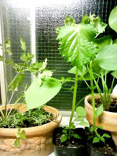 200907042106000.jpg