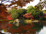 小石川後楽園の紅葉 - 其の一