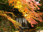 小石川後楽園の紅葉 - 其の二