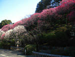 池上梅園