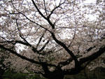 六義園の桜