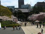 増上寺の桜