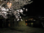 夜桜と錦帯橋
