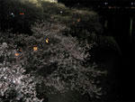 錦帯橋より眺める夜桜