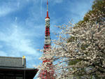 桜と東京タワー - 昼
