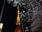 桜と東京タワー - 夜