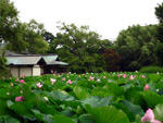 鶴岡八幡宮の蓮園